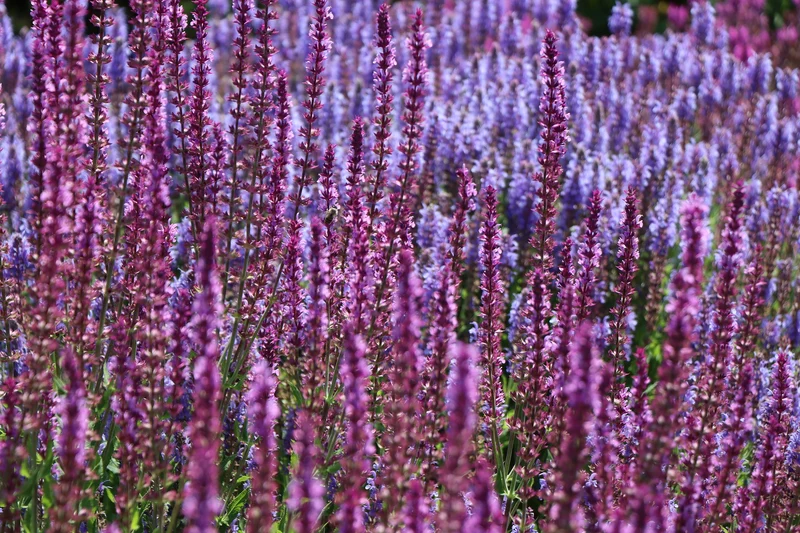 Steppen-Salbei (Salvia nemorosa)