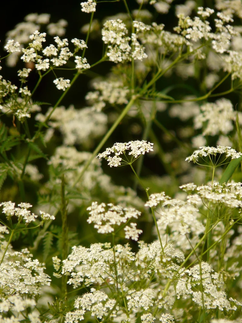 Wiesen-Kerbel (Anthriscus sylvestris)