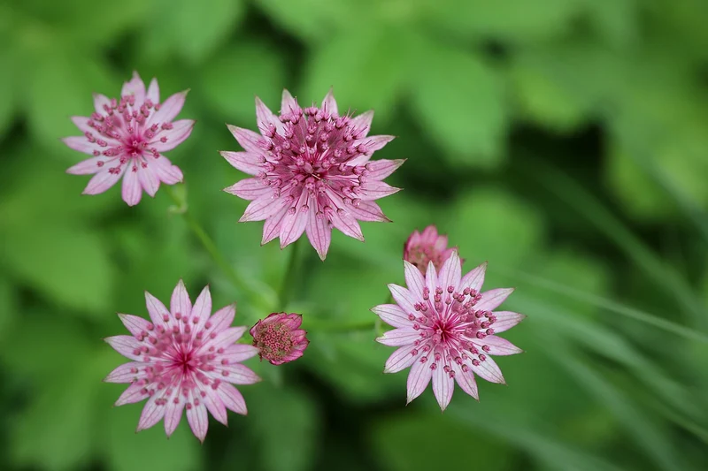Große Sterndolde (Astrantia major)