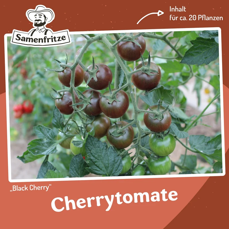 Freilandtomate-Set inkl. 54er QuickPot Anzuchtplatte & Untersetzer Einkauf