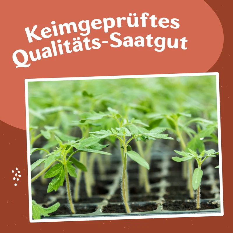 Freilandtomate-Set inkl. 54er QuickPot Anzuchtplatte & Untersetzer Einkauf
