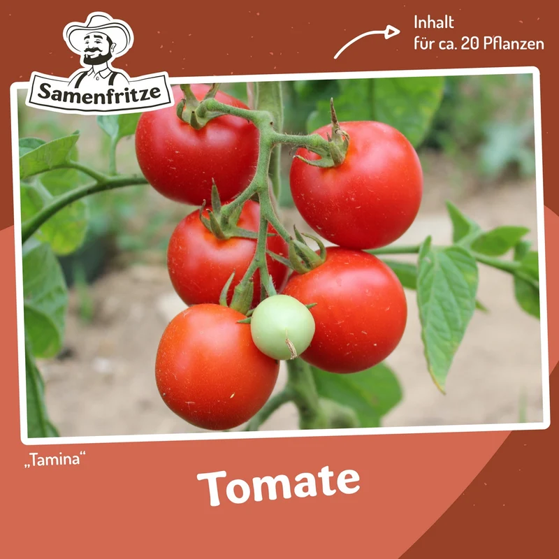 Freilandtomaten-Set Einkauf