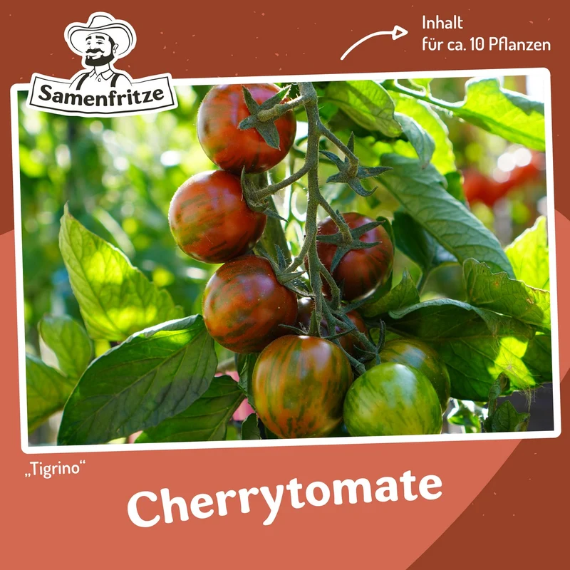 Freilandtomaten-Set Einkauf