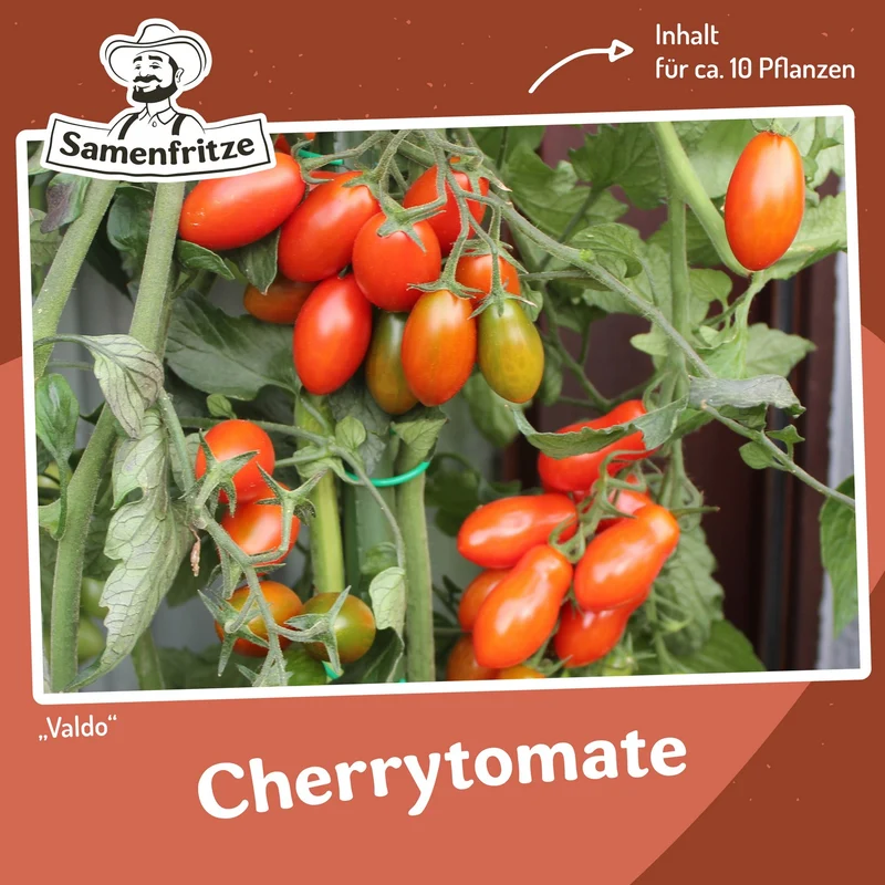 Freilandtomaten-Set Einkauf