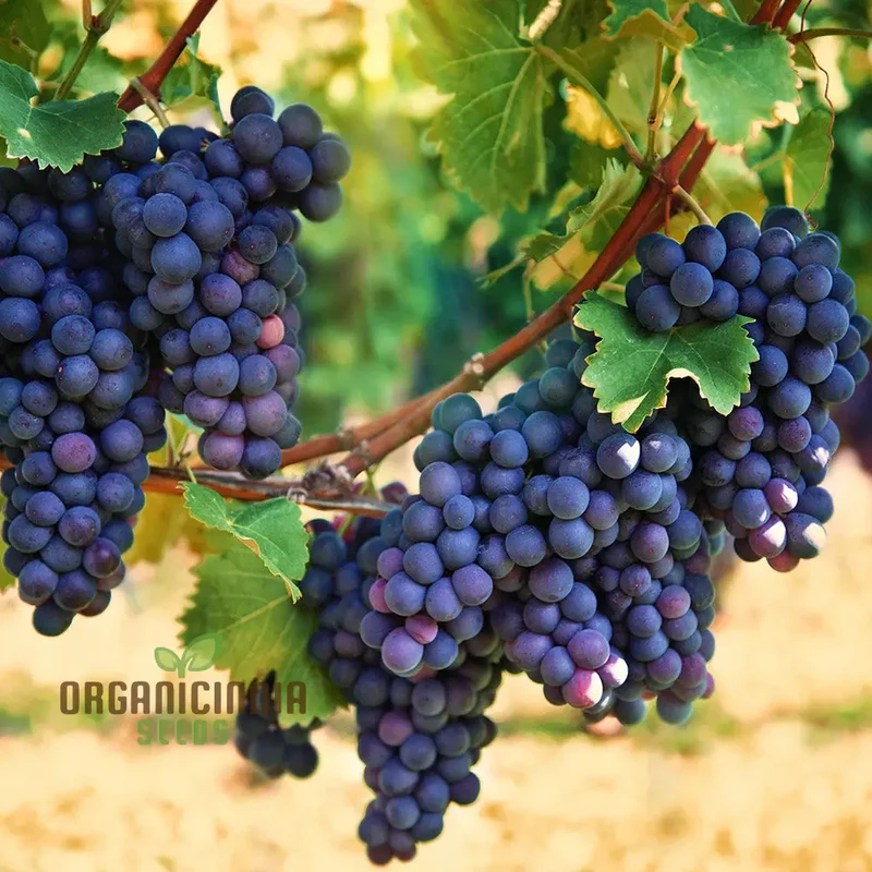 Grape Fruit Seeds for Planting, Enhance Your Garden with Fresh Grape Fruit Seeds