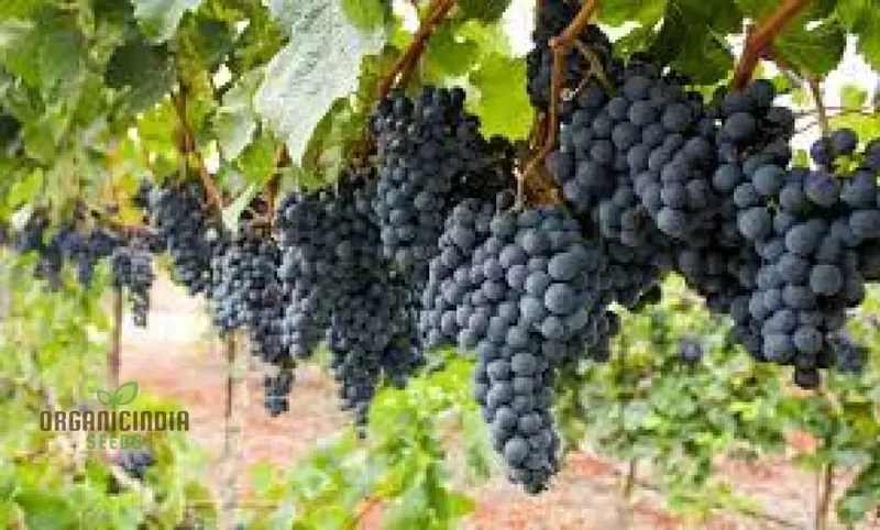 Grape Fruit Seeds for Planting, Enhance Your Garden with Fresh Grape Fruit Seeds