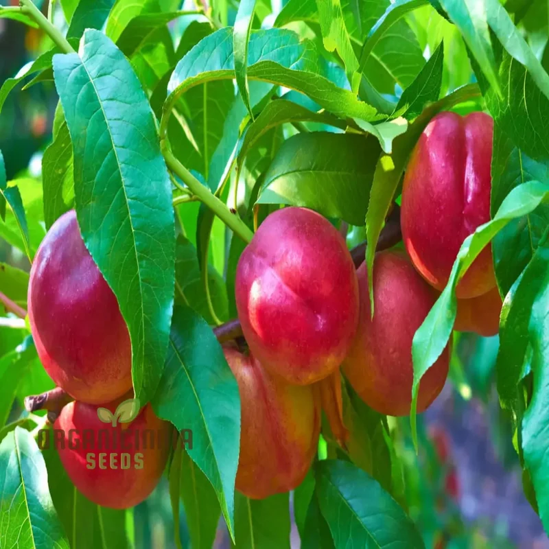 Red Nectarine Fruit Seeds for Planting, Cultivate Your Garden with Fresh and Flavorful Fruit Seeds