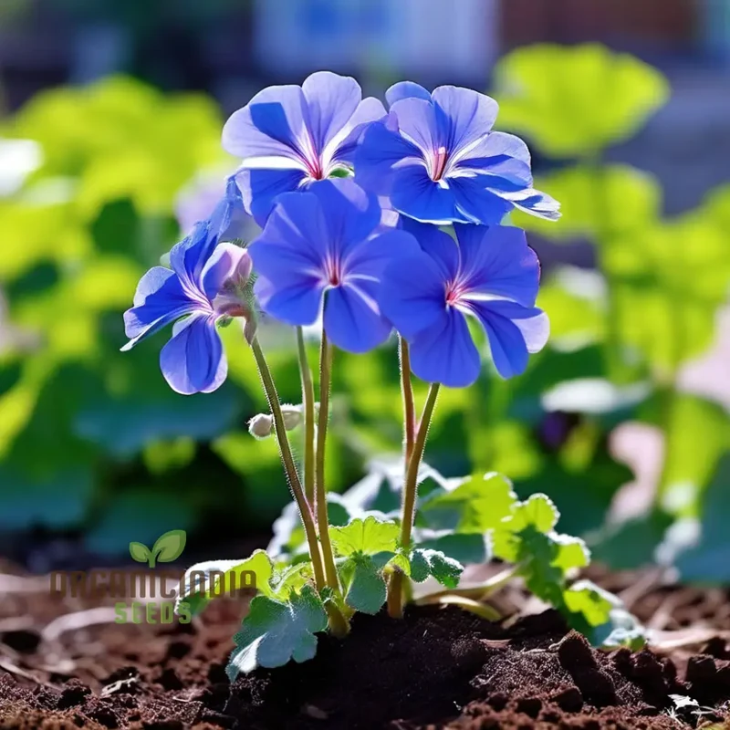 Geranium Flower Seeds - Bursting with Color and Fragrance, Premium Quality Seeds for Vibrant Gardens