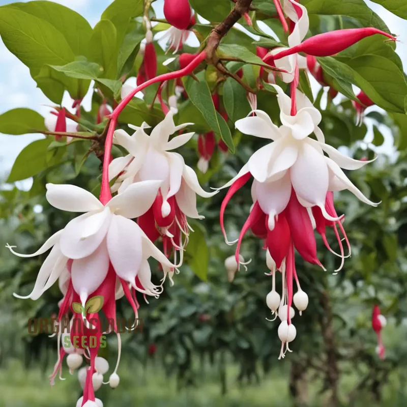 Red and White Fuchsia Flower Seeds – Enhance Your Garden with Stunning Cascading Blooms and Vibrant Colors