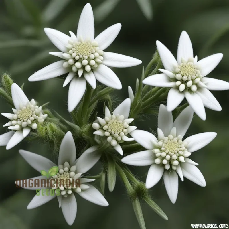 White Edelweiss Flower Seeds – Enhance Your Garden with Iconic, Delicate Blooms