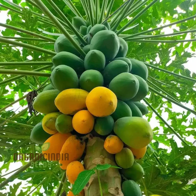 Orange Papaya Fruit Seeds for Planting, Cultivate Your Garden with Exotic Fruit Seeds