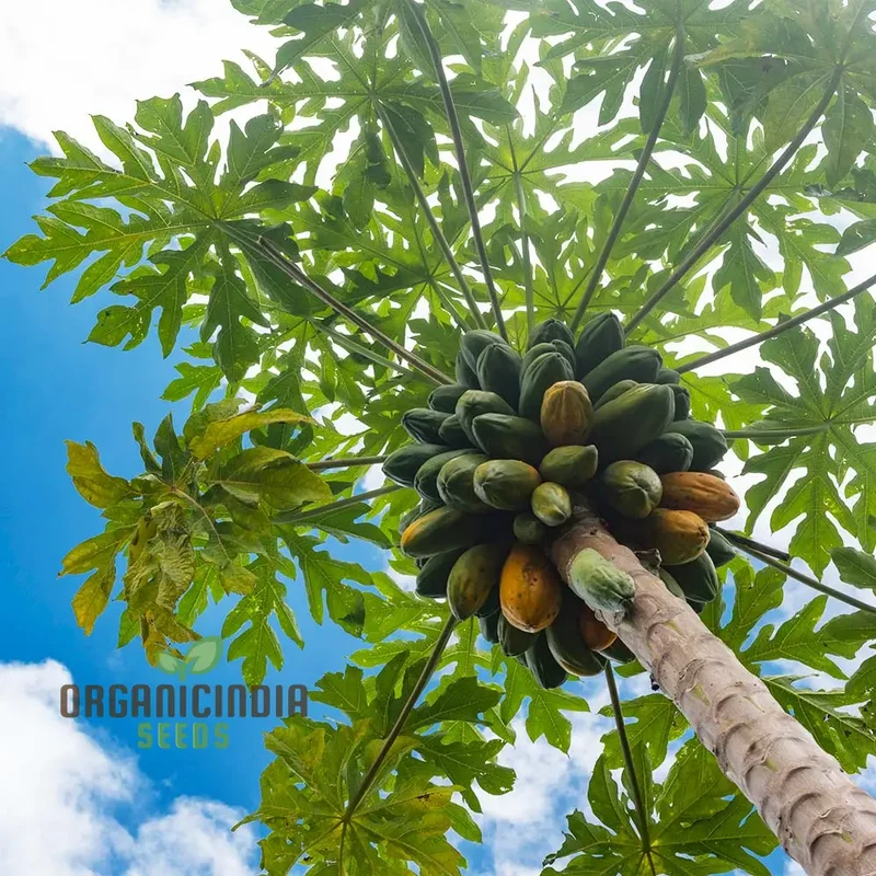 Orange Papaya Fruit Seeds for Planting, Cultivate Your Garden with Exotic Fruit Seeds