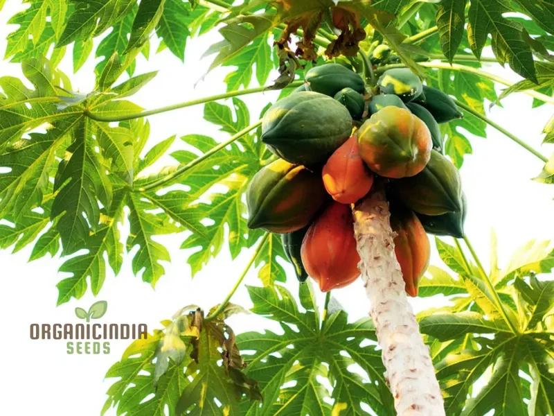 Orange Papaya Fruit Seeds for Planting, Cultivate Your Garden with Exotic Fruit Seeds