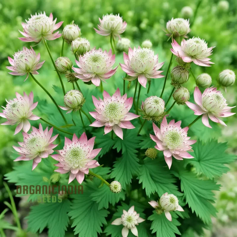 Astrantia Seeds – Masterwort Starry Blooms for Garden Planting