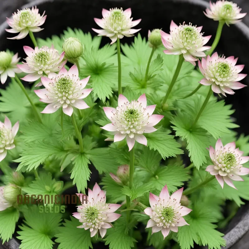 Astrantia Seeds – Masterwort Starry Blooms for Garden Planting
