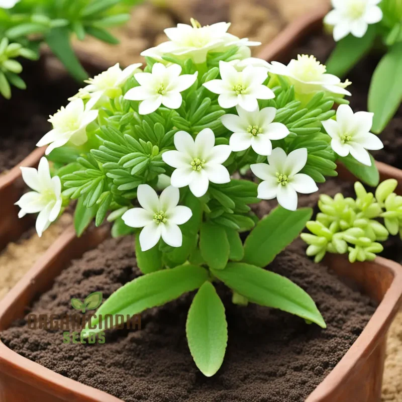 White Euphorbia Milii (Crown of Thorns) Flower Seeds Elevate Your Gardening with Unique, Resilient Blooms
