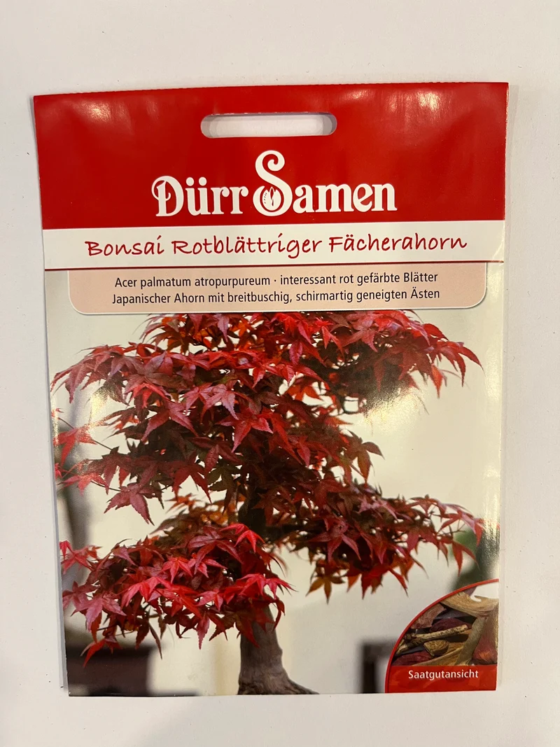 Bonsai, Rotblättriger Fächerahorn