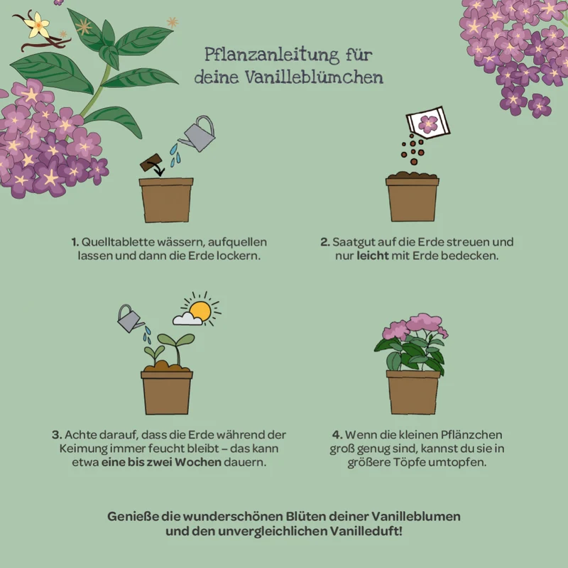 Vanilleblume aus dem Becher
