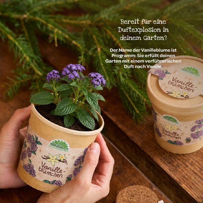 Vanilleblume aus dem Becher