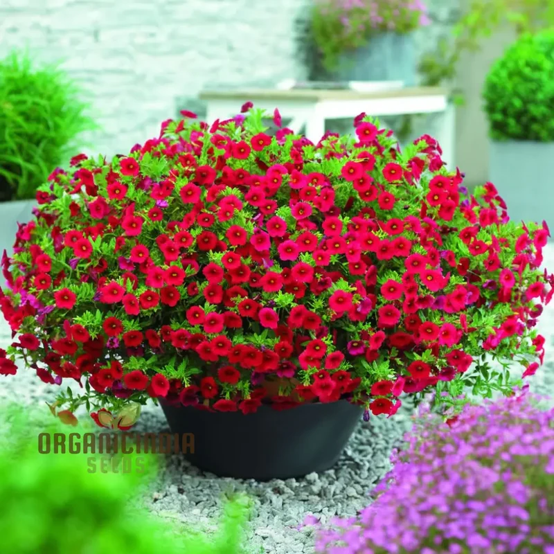 Radiant Red Calibrachoa Flower Seeds Await Your Planting