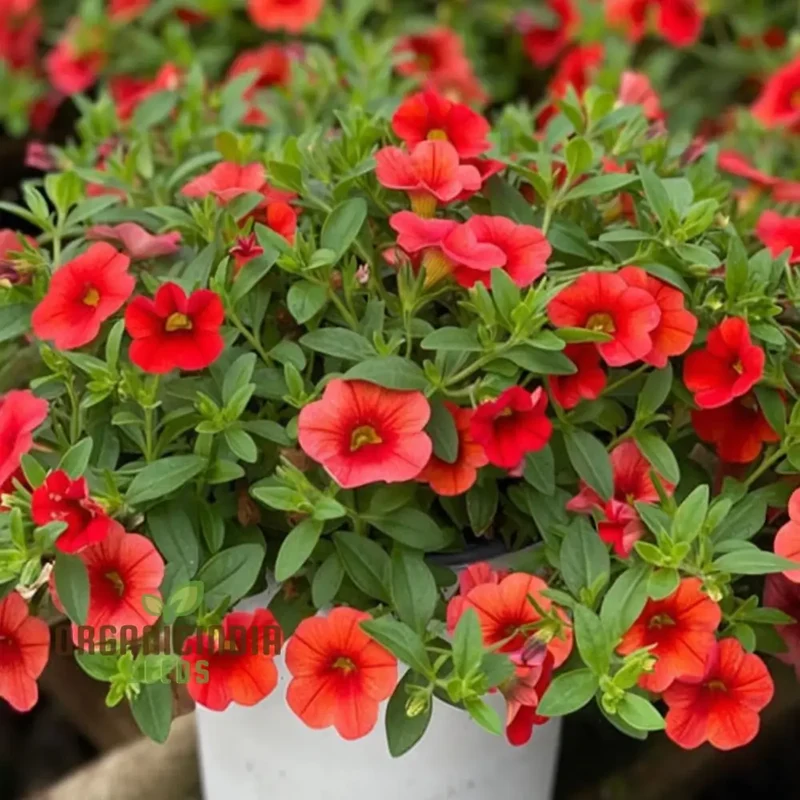 Radiant Red Calibrachoa Flower Seeds Await Your Planting