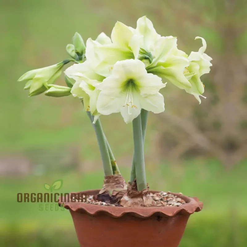 Amaryllis Flower Seeds for Planting Light Yellow