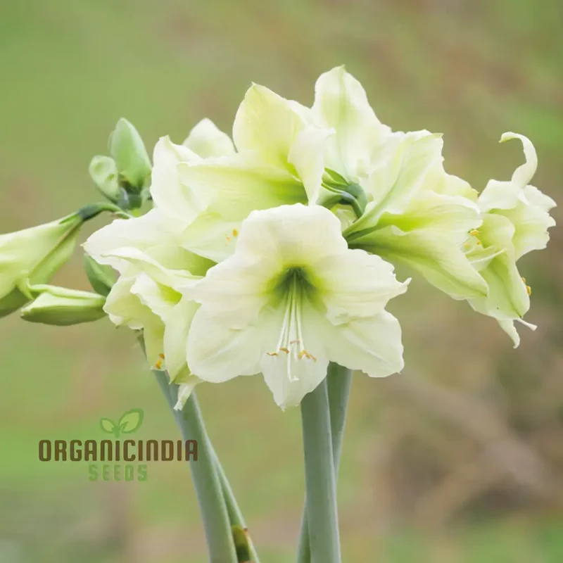 Amaryllis Flower Seeds for Planting Light Yellow