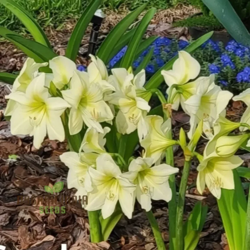 Amaryllis Flower Seeds for Planting Light Yellow