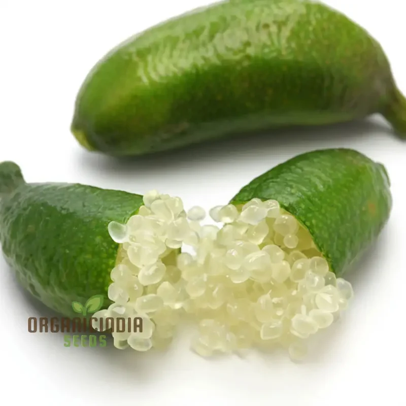 Green Finger Lime Seeds for planting – Grow Your Own Citrus Oasis