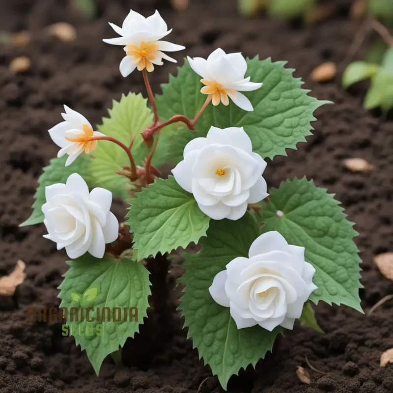 Begonia Tuberosa Double White Flower Seeds, Create a Stunning White Garden