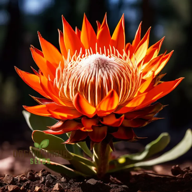 Fresh Orange Protea Flower Seeds - Exotic Blooms for Stunning Garden Displays
