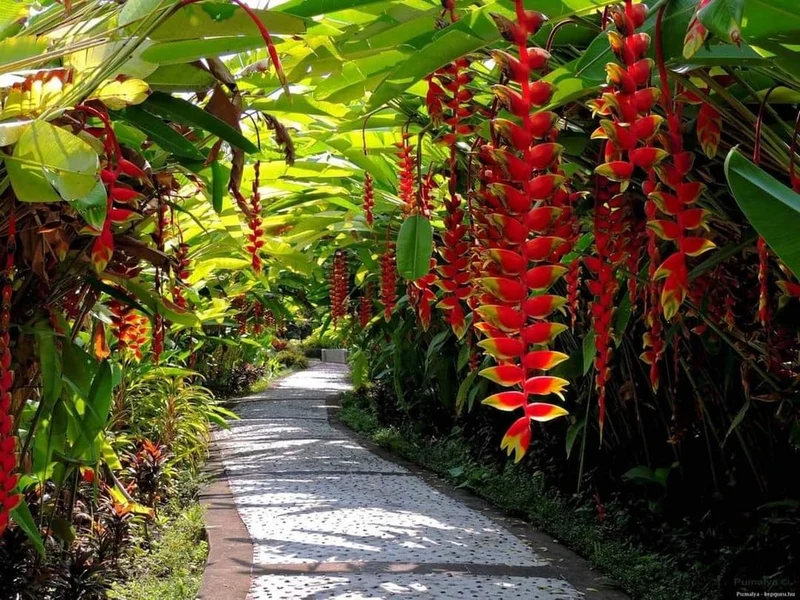 Heliconia Rostrata Bird of Paradise Plant Seeds, Cultivate Tropical Splendor in Your Garden