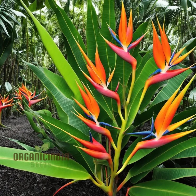 Heliconia Rostrata Bird of Paradise Plant Seeds, Cultivate Tropical Splendor in Your Garden