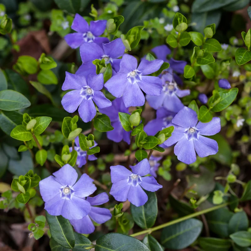 Vinca Minor Flower Seeds for Gardening and Planting