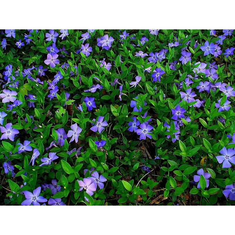 Vinca Minor Flower Seeds for Gardening and Planting