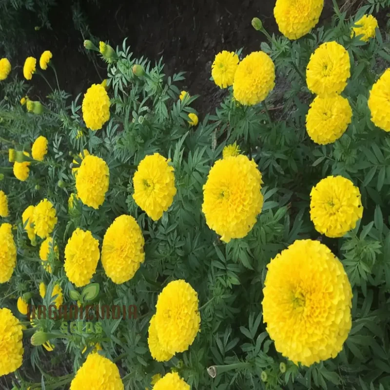 Marigold Blue And Yellow Flower Seeds for Planting And Gardening