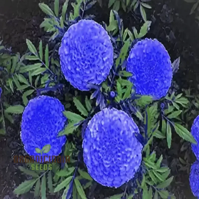 Marigold Blue And Yellow Flower Seeds for Planting And Gardening