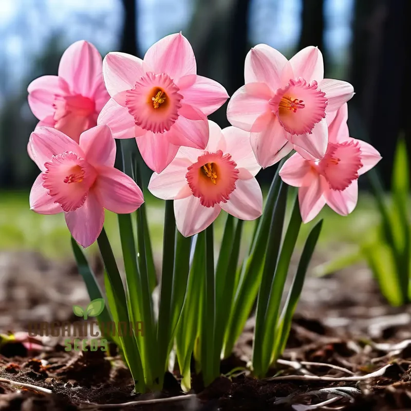 Daffodils Flower Seeds for Planting Pink White