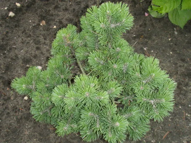 Zwerg-Krüppelkiefer "Mops" (Pinus mugo "Mops")