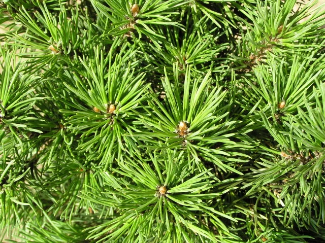 Zwerg-Krüppelkiefer "Mops" (Pinus mugo "Mops")
