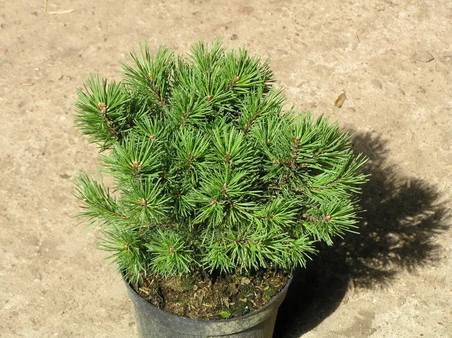 Zwerg-Krüppelkiefer "Mops" (Pinus mugo "Mops")