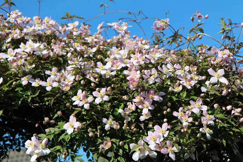 Anemonenwaldrebe, Bergwaldrebe Rubens (Clematis montana Rubens)