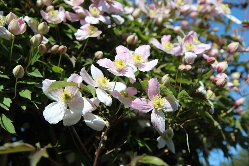 Anemonenwaldrebe, Bergwaldrebe Rubens (Clematis montana Rubens)