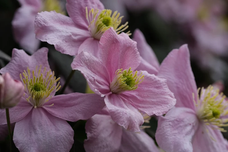 Anemonenwaldrebe, Bergwaldrebe Rubens (Clematis montana Rubens)