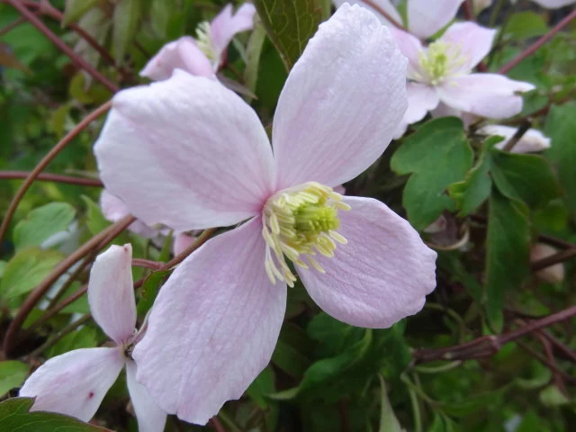 Anemonenwaldrebe, Bergwaldrebe Rubens (Clematis montana Rubens)