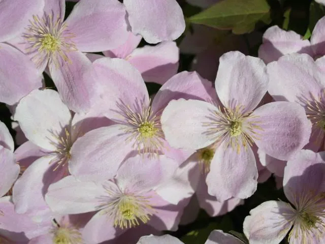 Anemonenwaldrebe, Bergwaldrebe Rubens (Clematis montana Rubens)