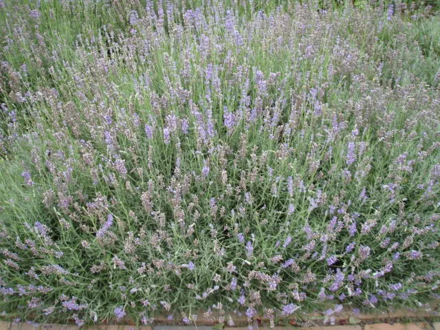 Echter Lavendel (Lavandula angustifolia)