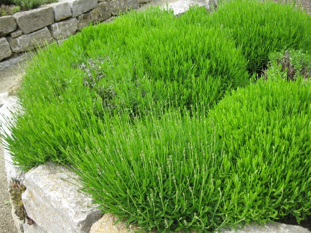 Echter Lavendel (Lavandula angustifolia)