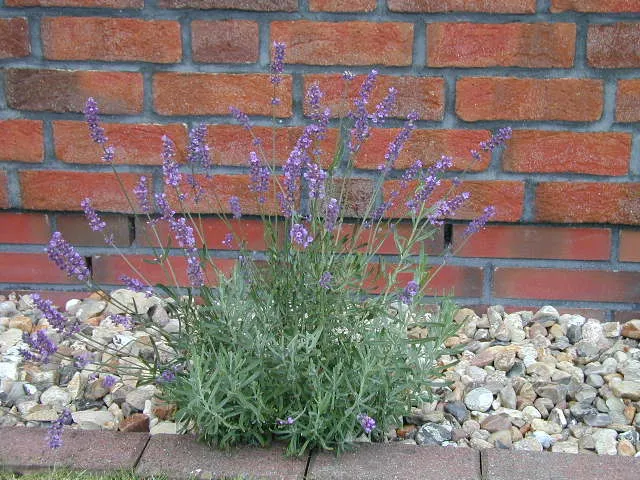 Echter Lavendel (Lavandula angustifolia)