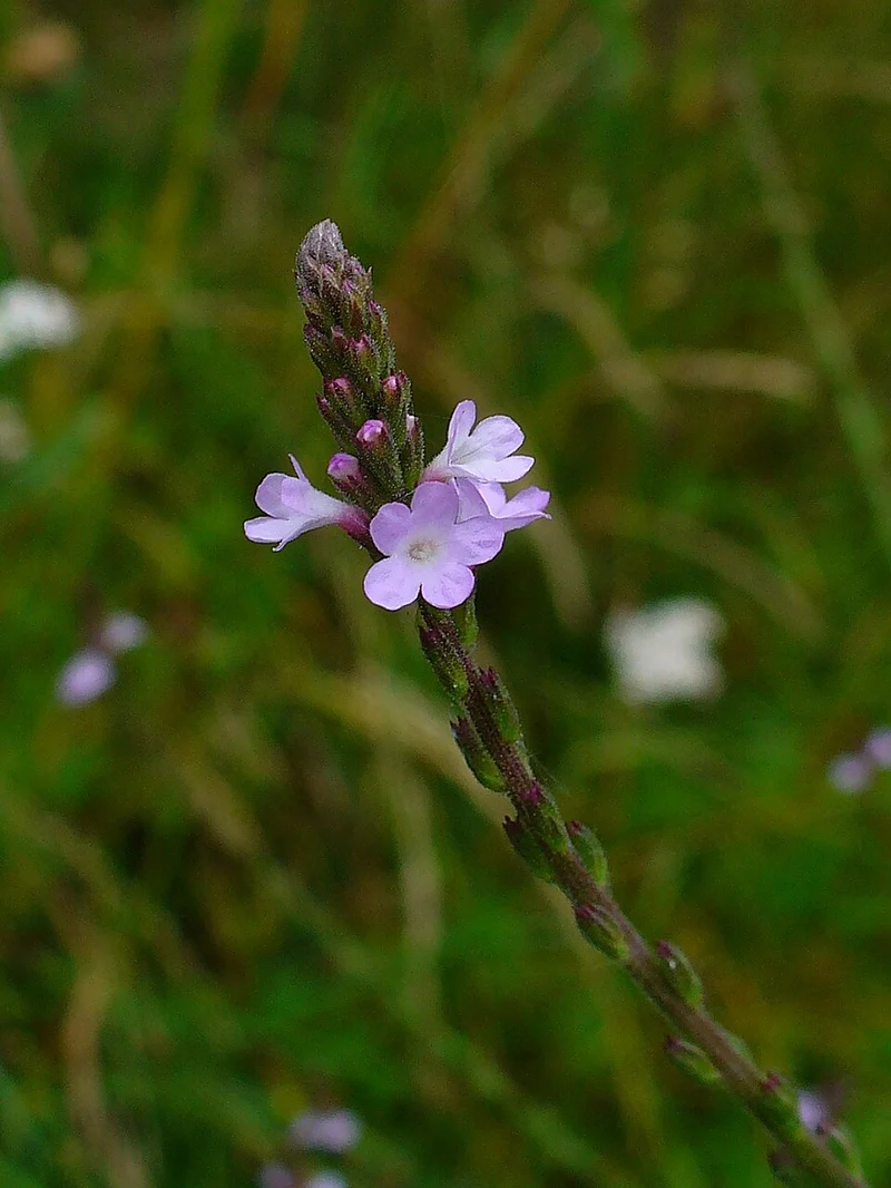 Echtes Eisenkraut (Verbena officinalis)